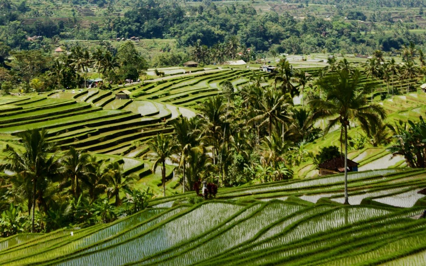 Rizières en terrasses de la vallée de Sidemen, sous le mont Agung